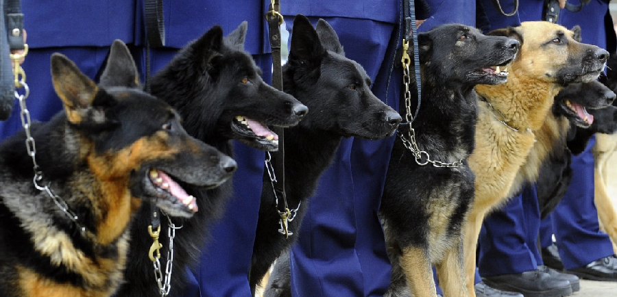 A side view of a plate of figs and berries.